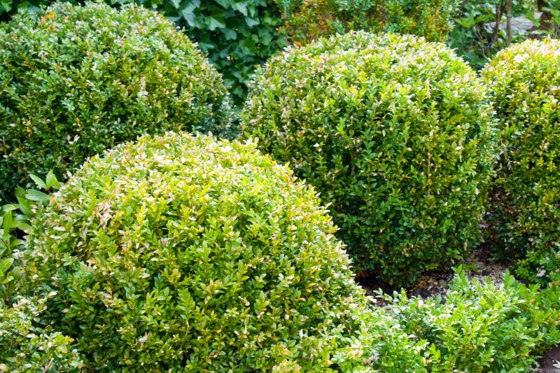 Trimmed Shrubs in a Garden