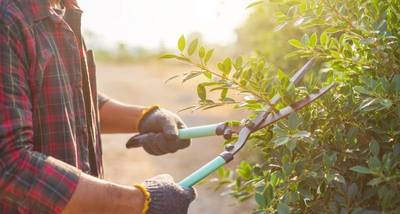 Close-up of Pruning Tools