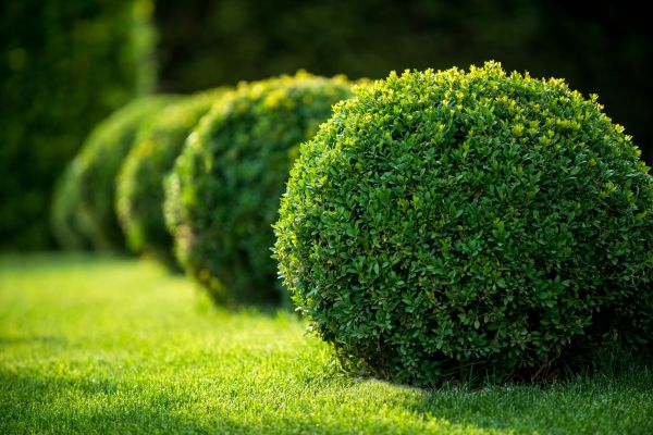 Shrub Service